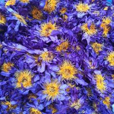 Close view of dried blue lotus flowers